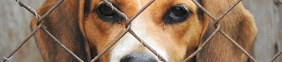 Perroslimios-Beagle encarcelado-Denunciar la venta