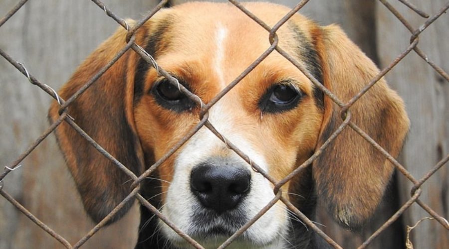 Perroslimios-Beagle encarcelado-Denunciar la venta