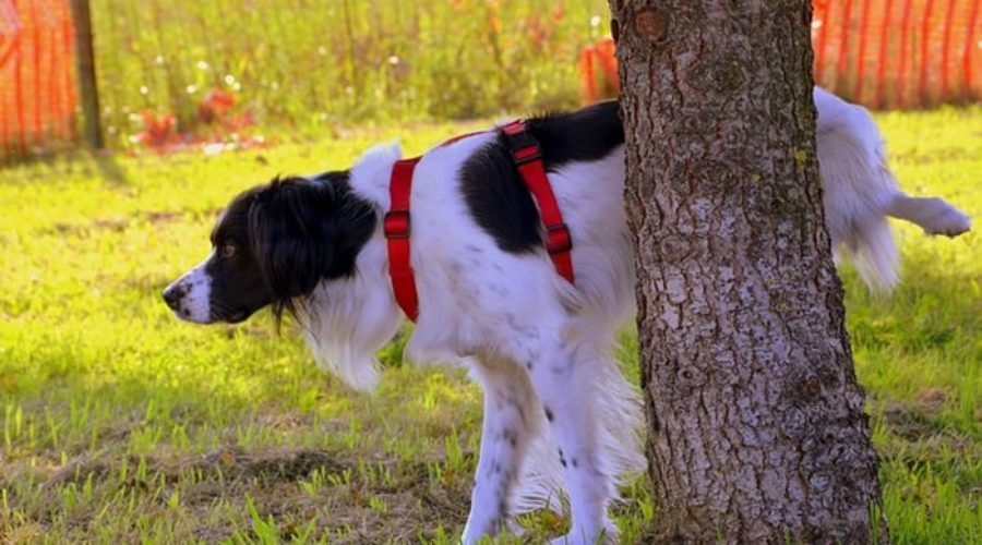 perroslimpios-perro orinando un arbol